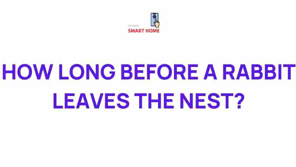 rabbit-nest-departure-timeline