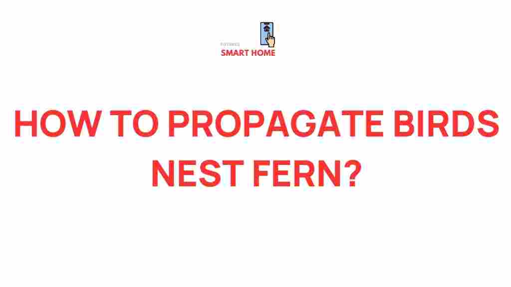 bird-nest-fern-propagation