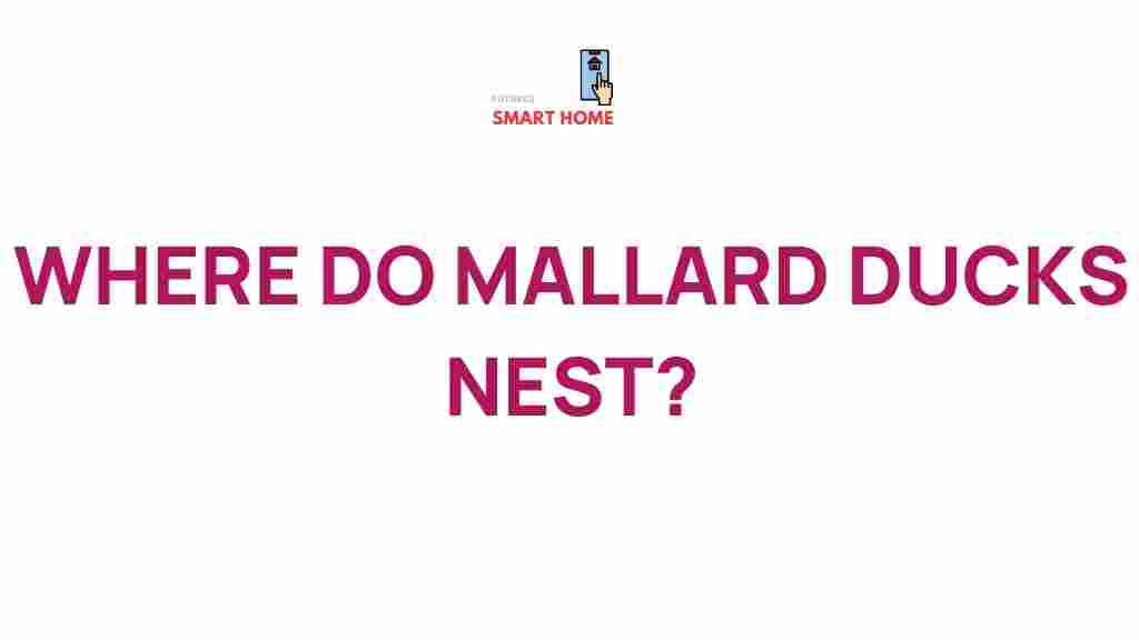 mallard-ducks-nesting-habits