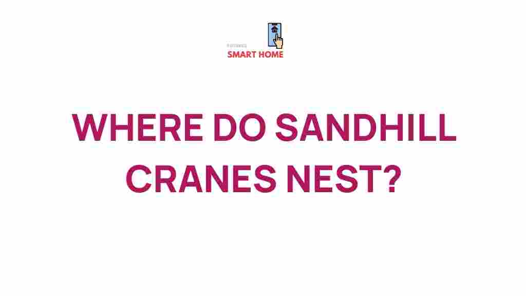 sandhill-cranes-nesting-habits